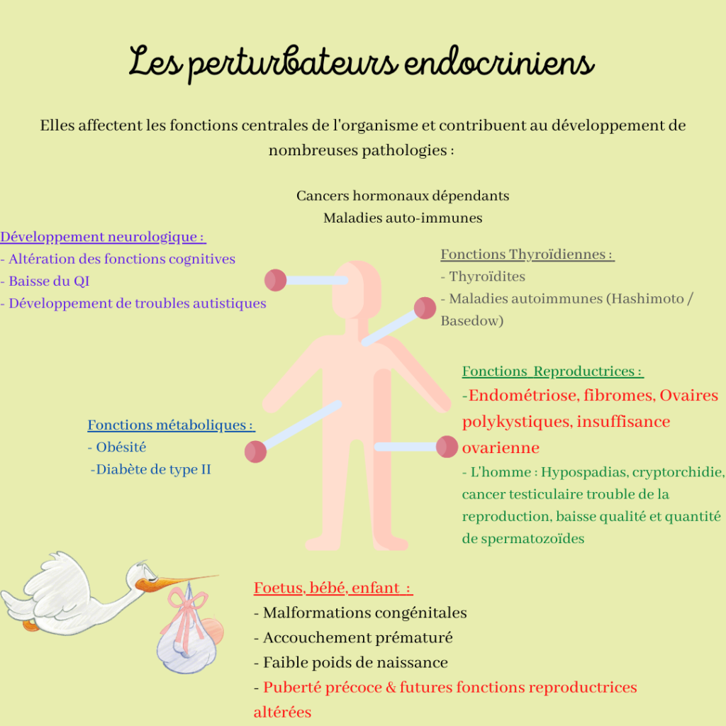 Les pathologies liés aux perturbateurs endocriniens
