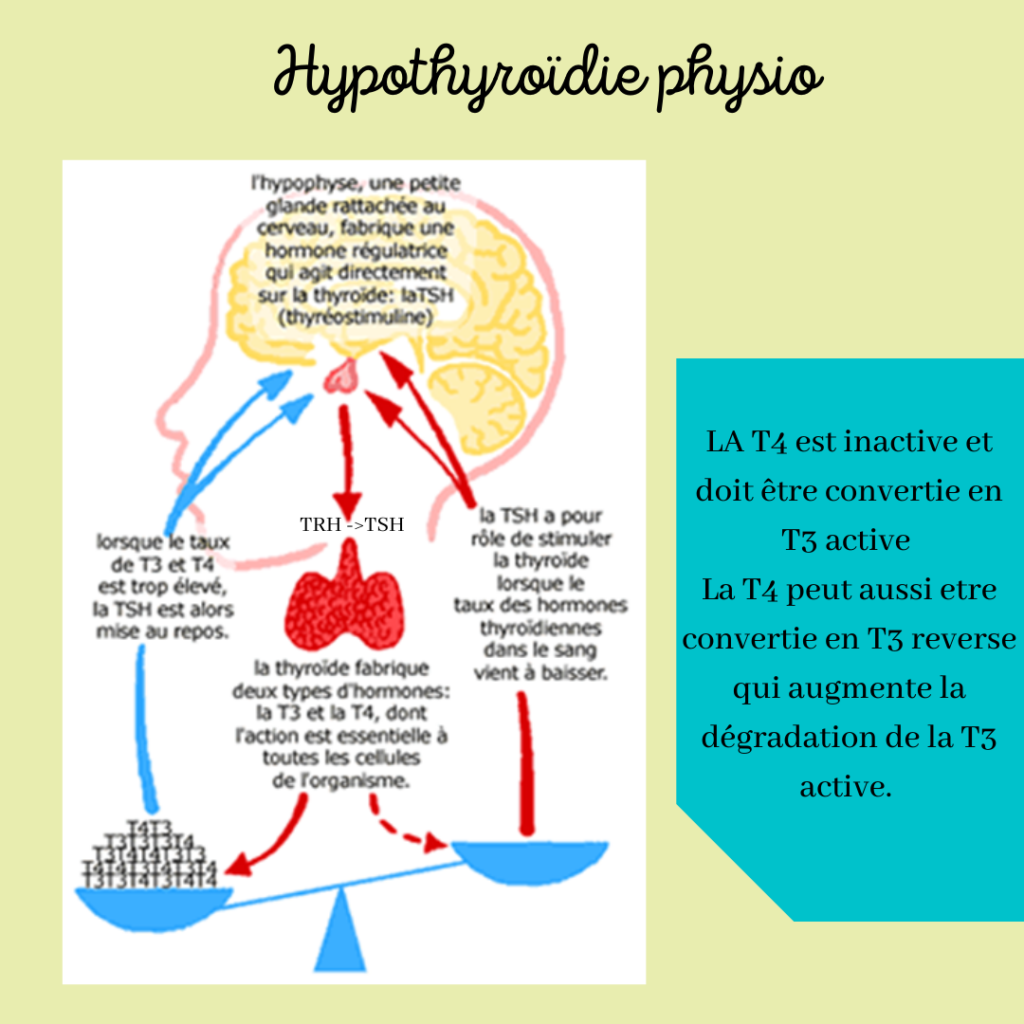 Hypothyroïdie, SOPK et prise en charge
Nutritionniste sur Saint-Chamas, Istres, Salon-de-Provence : Prise en charge de la perte de poids, surpoids, grossesse, infertilité, SOPK, endométriose